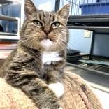 Enlarge Hoppie, an adopted mixed breed in Long Beach, WA image 1/4