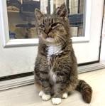 Enlarge Hoppie, an adopted mixed breed in Long Beach, WA image 2/4