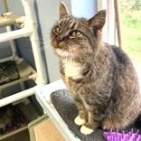 Enlarge Hoppie, an adopted mixed breed in Long Beach, WA image 3/4