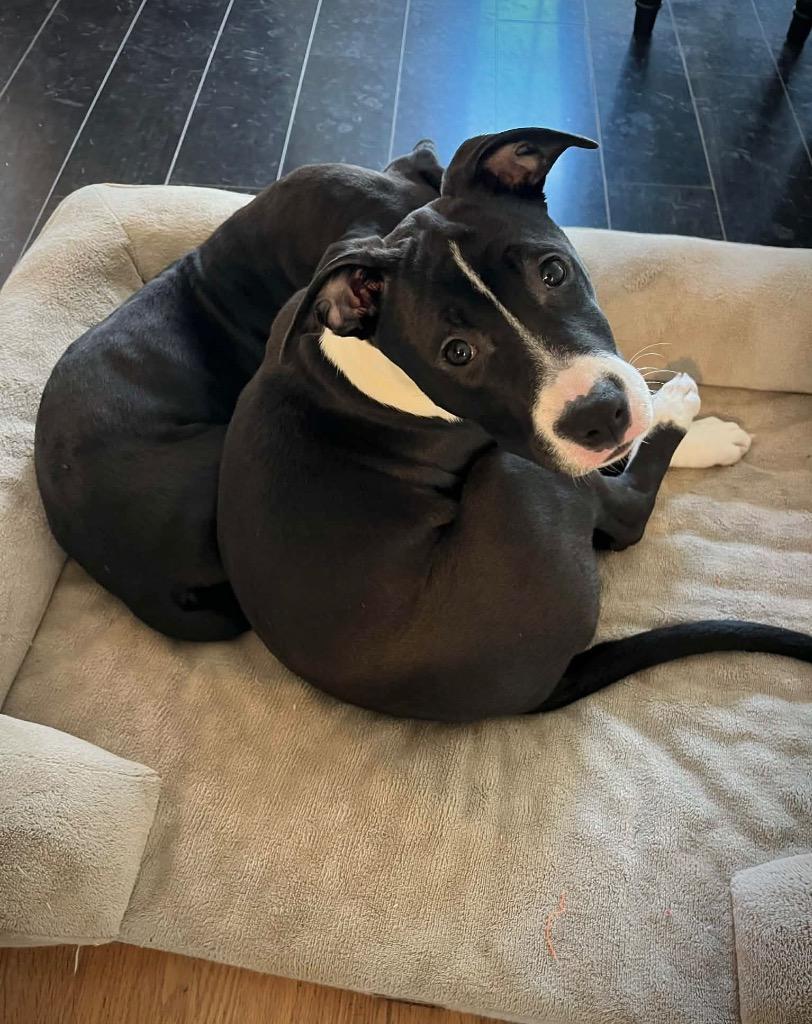 Shenzi Hernando  Local