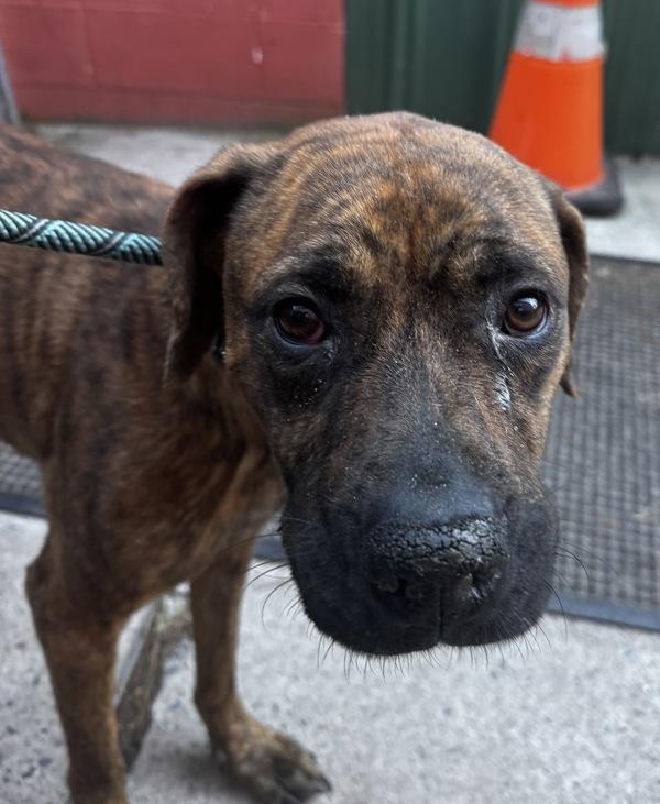 Daisy, Adoptable, Young Female Pit Bull Terrier.