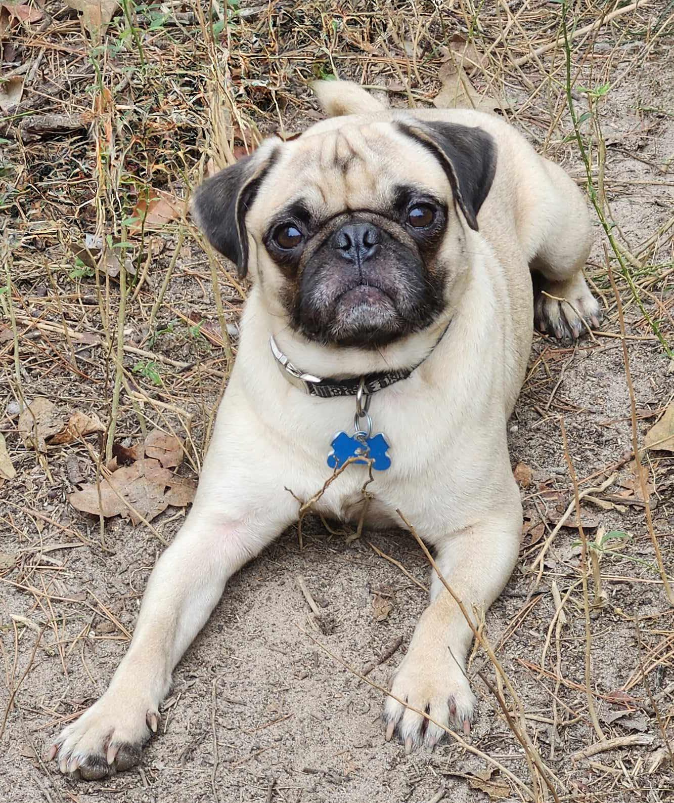 Enlarge Ziggy, a Adopted Pug in Plantersville, TX image 3/6