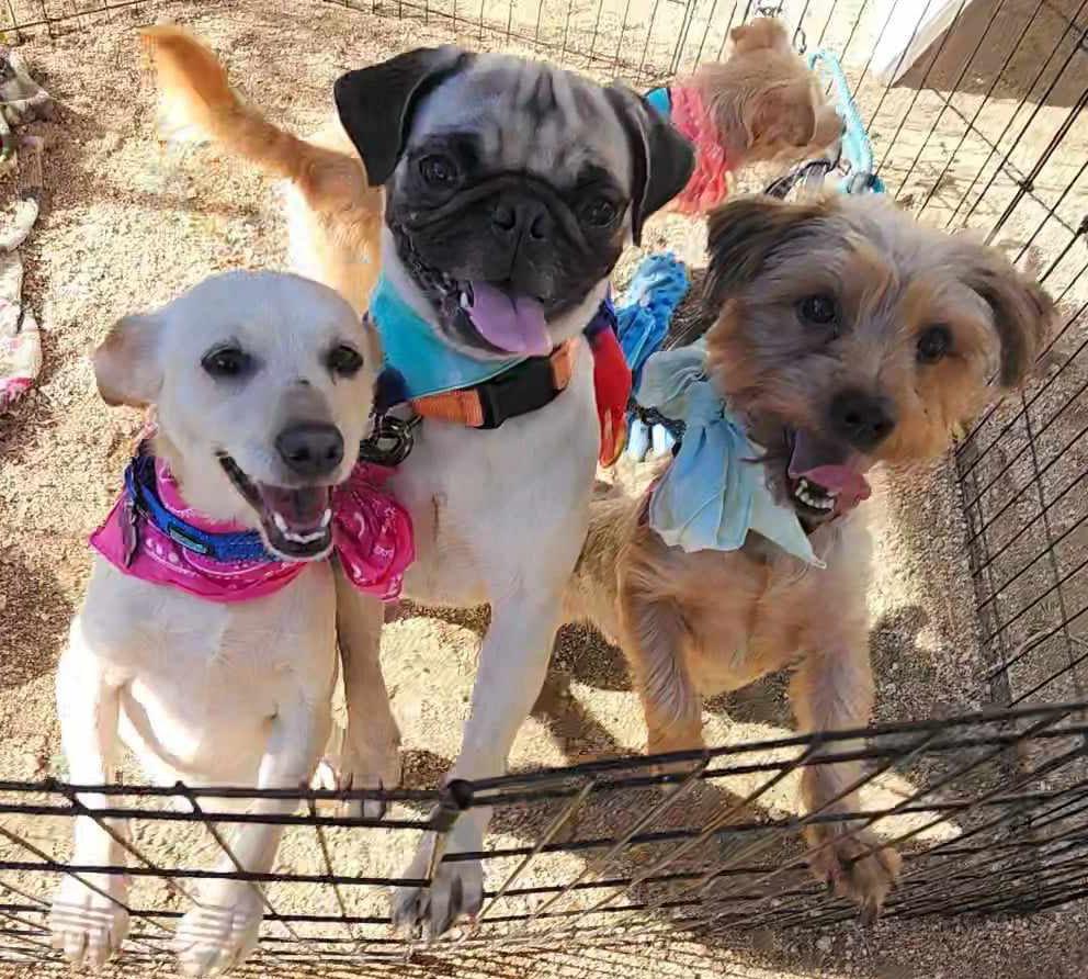 Enlarge Ziggy, a Adopted Pug in Plantersville, TX image 2/6