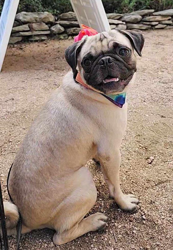 Enlarge Ziggy, a Adopted Pug in Plantersville, TX image 6/6