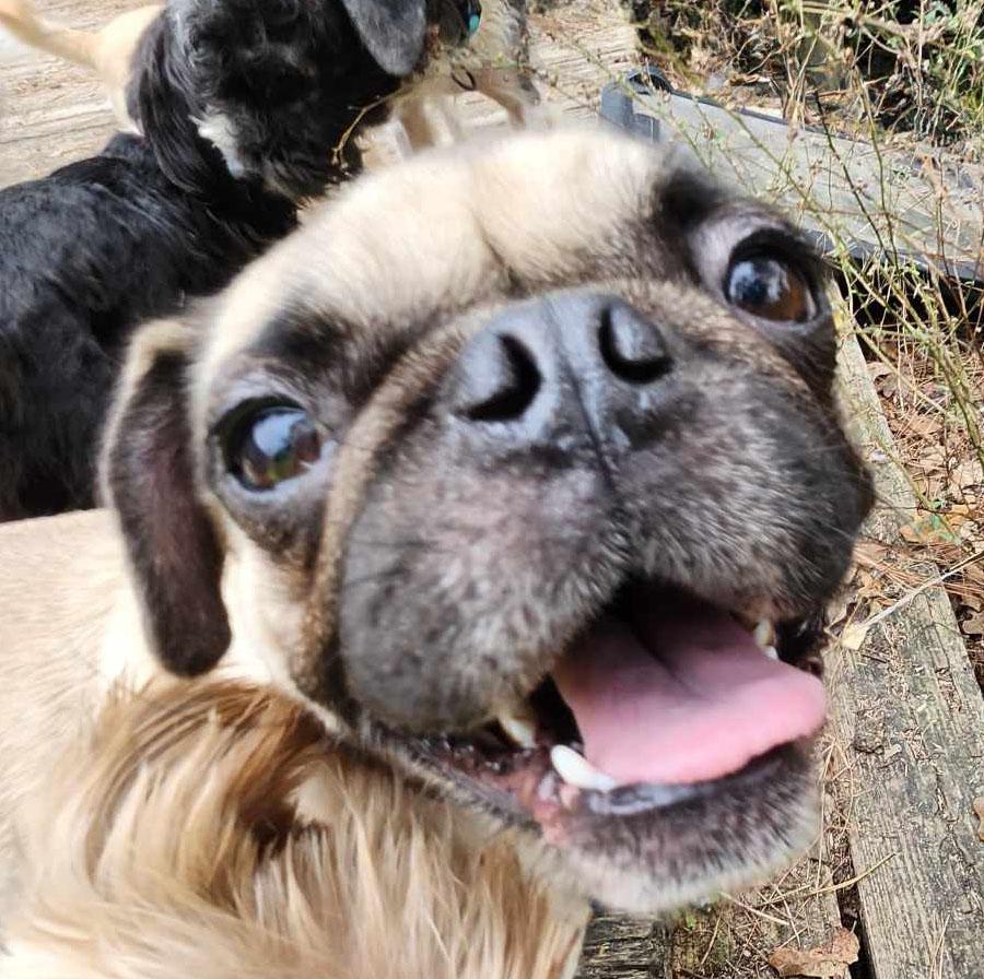 Enlarge Ziggy, a Adopted Pug in Plantersville, TX image 1/6
