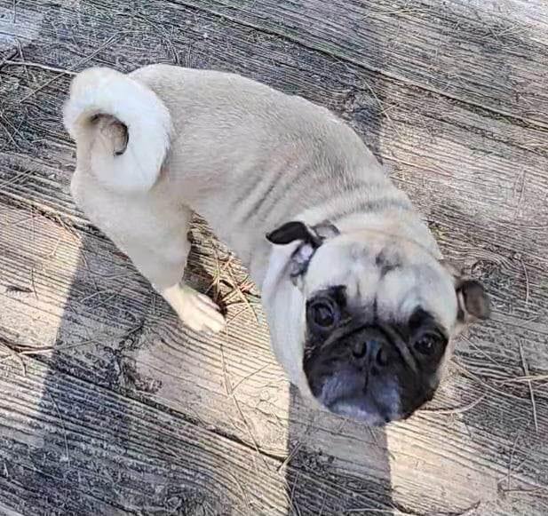 Enlarge Ziggy, a Adopted Pug in Plantersville, TX image 4/6