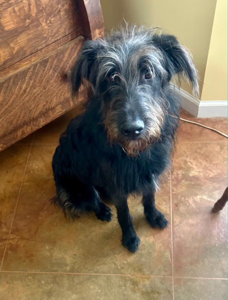 Dory, ADOPTABLE, Adult Female Terrier.