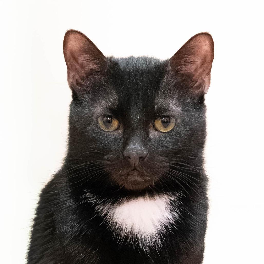 Enlarge Prince *bonded to Harry*, a Adoptable Domestic Short Hair in Briarcliff Manor, NY image 2/2