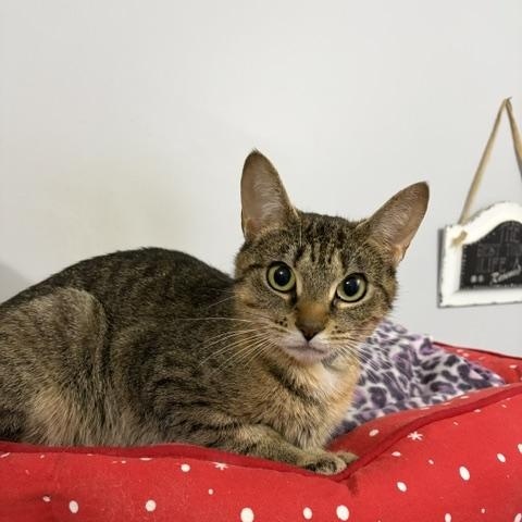 Enlarge Momma (bonded with Gold), a Adoptable Domestic Long Hair in FITCHBURG, MA image 4/6