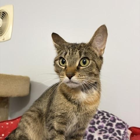 Momma (bonded with Gold), Adoptable, Young Female Domestic Long Hair.