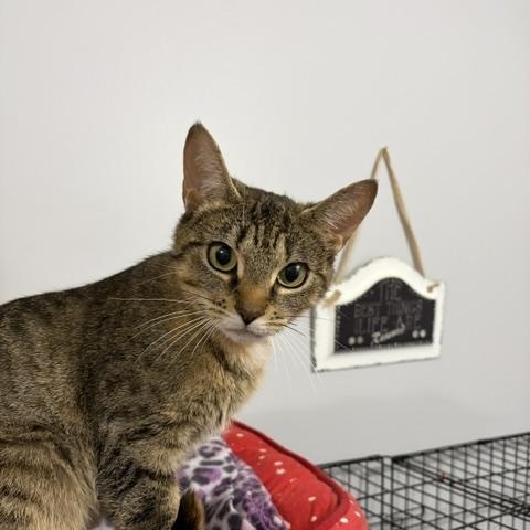 Enlarge Momma (bonded with Gold), a Adoptable Domestic Long Hair in FITCHBURG, MA image 6/6