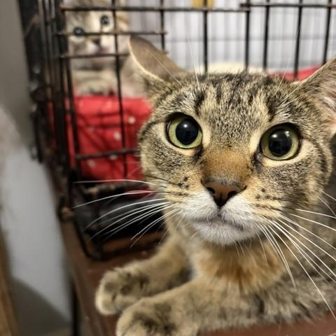 Enlarge Momma (bonded with Gold), a Adoptable Domestic Long Hair in FITCHBURG, MA image 2/6