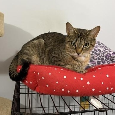 Enlarge Momma (bonded with Gold), a Adoptable Domestic Long Hair in FITCHBURG, MA image 5/6