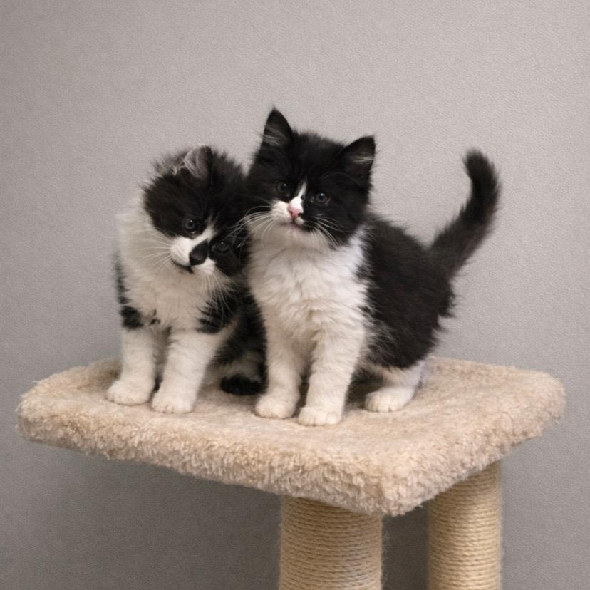 Enlarge Nova, a ADOPTABLE mixed breed in Andover, MN image 2/2