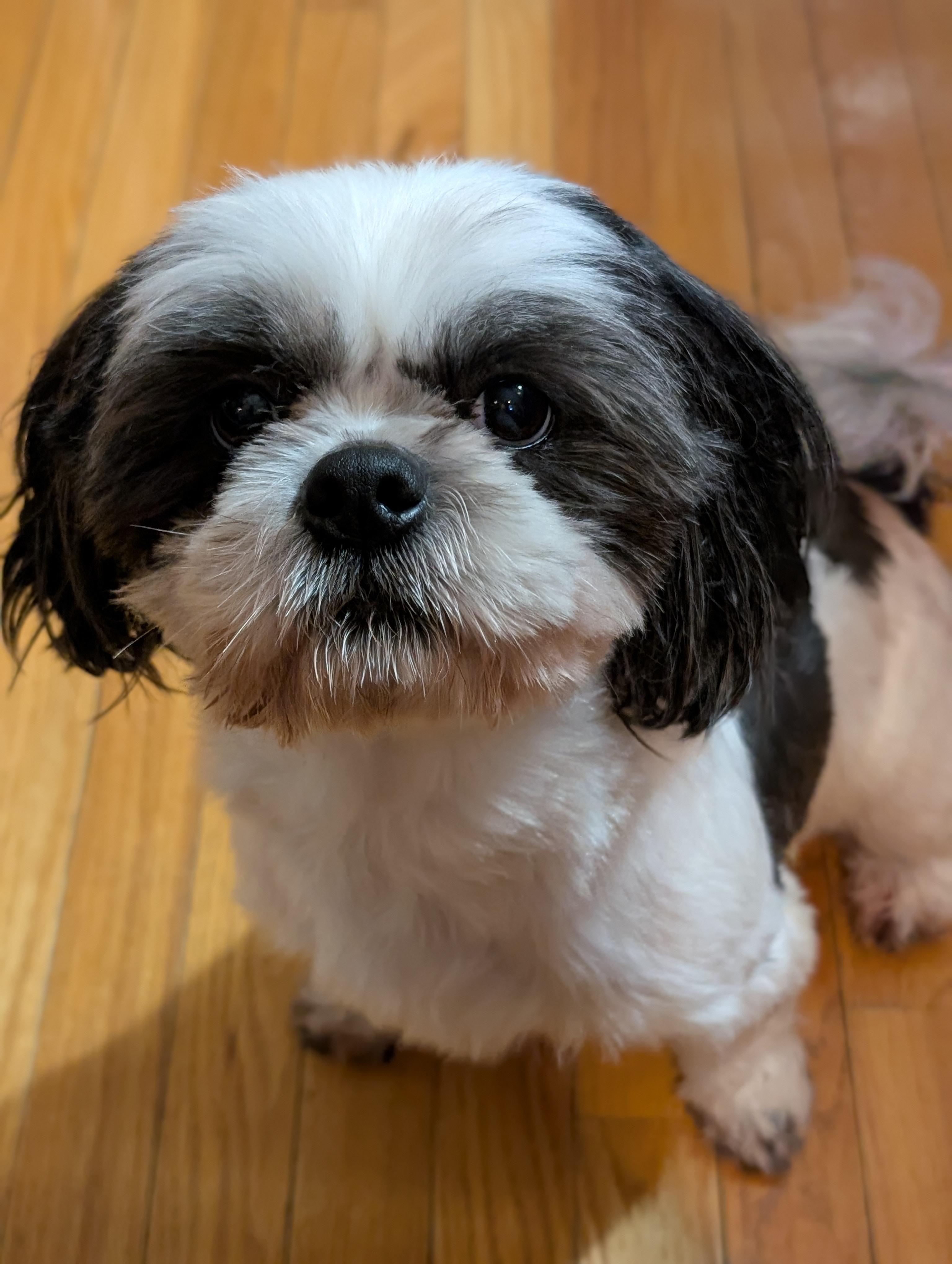 Gus, ADOPTABLE, Young Male Shih Tzu.
