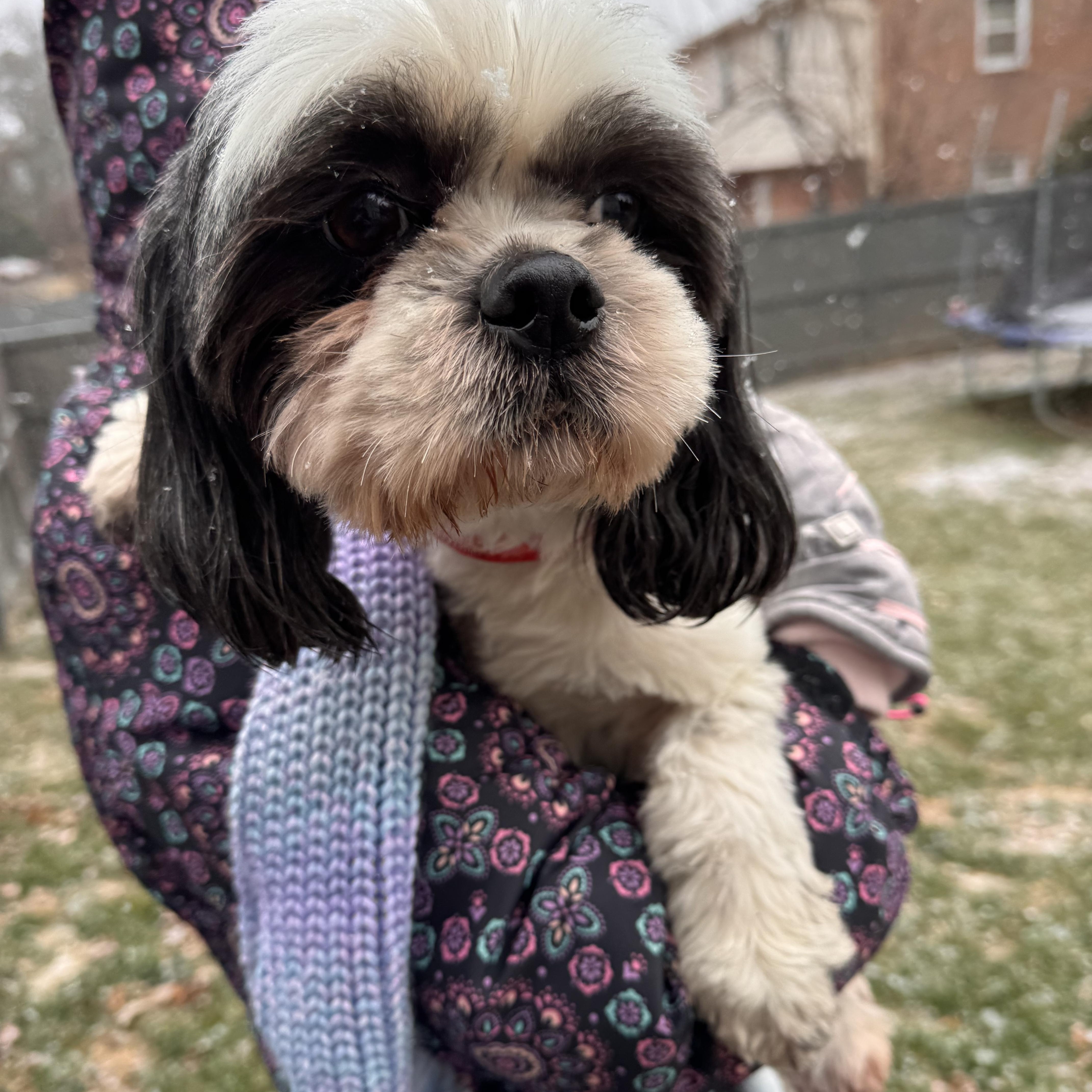 Enlarge Gus, a ADOPTABLE mixed breed in Ashburn, VA image 2/6