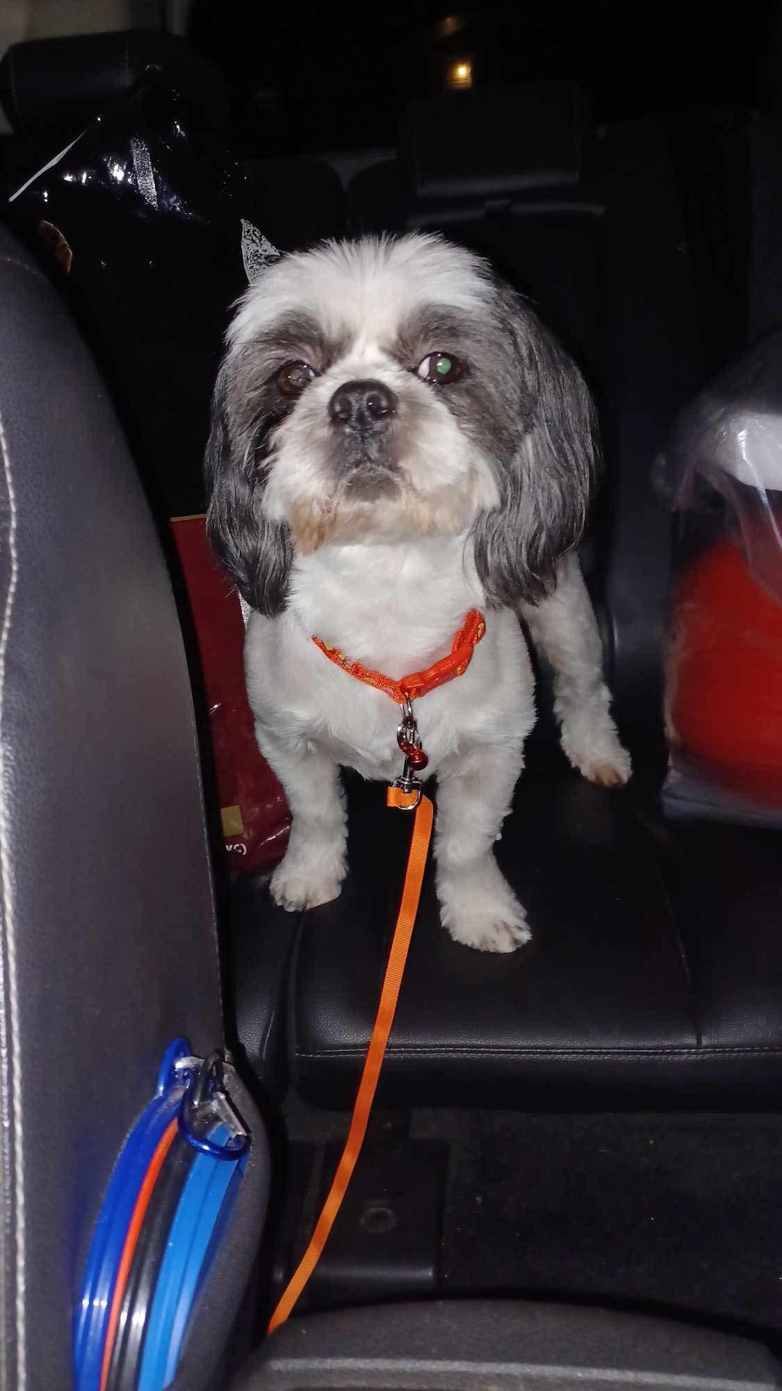 Gus, ADOPTABLE, Young Male Shih Tzu.