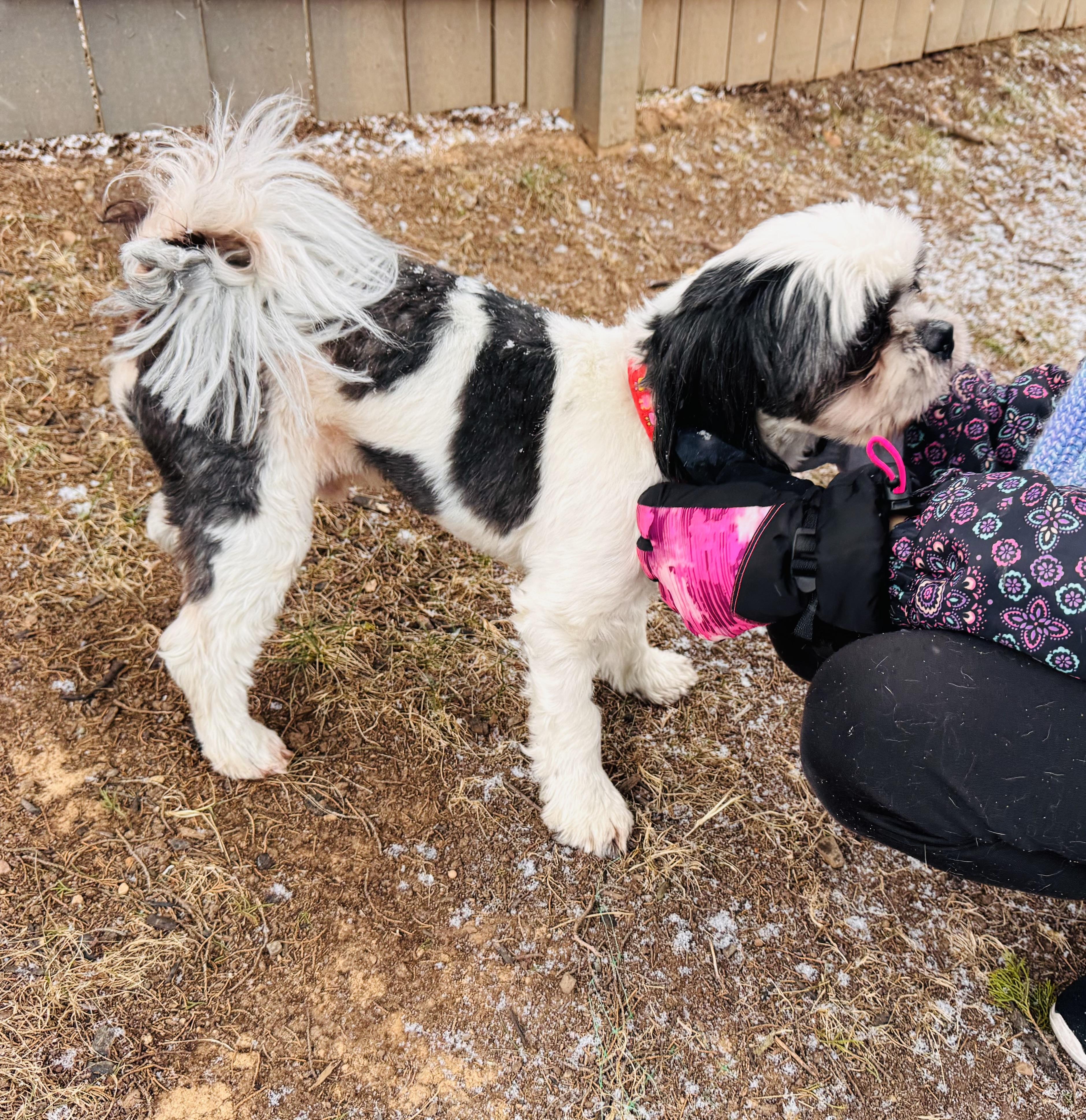 Enlarge Gus, a ADOPTABLE mixed breed in Ashburn, VA image 5/6
