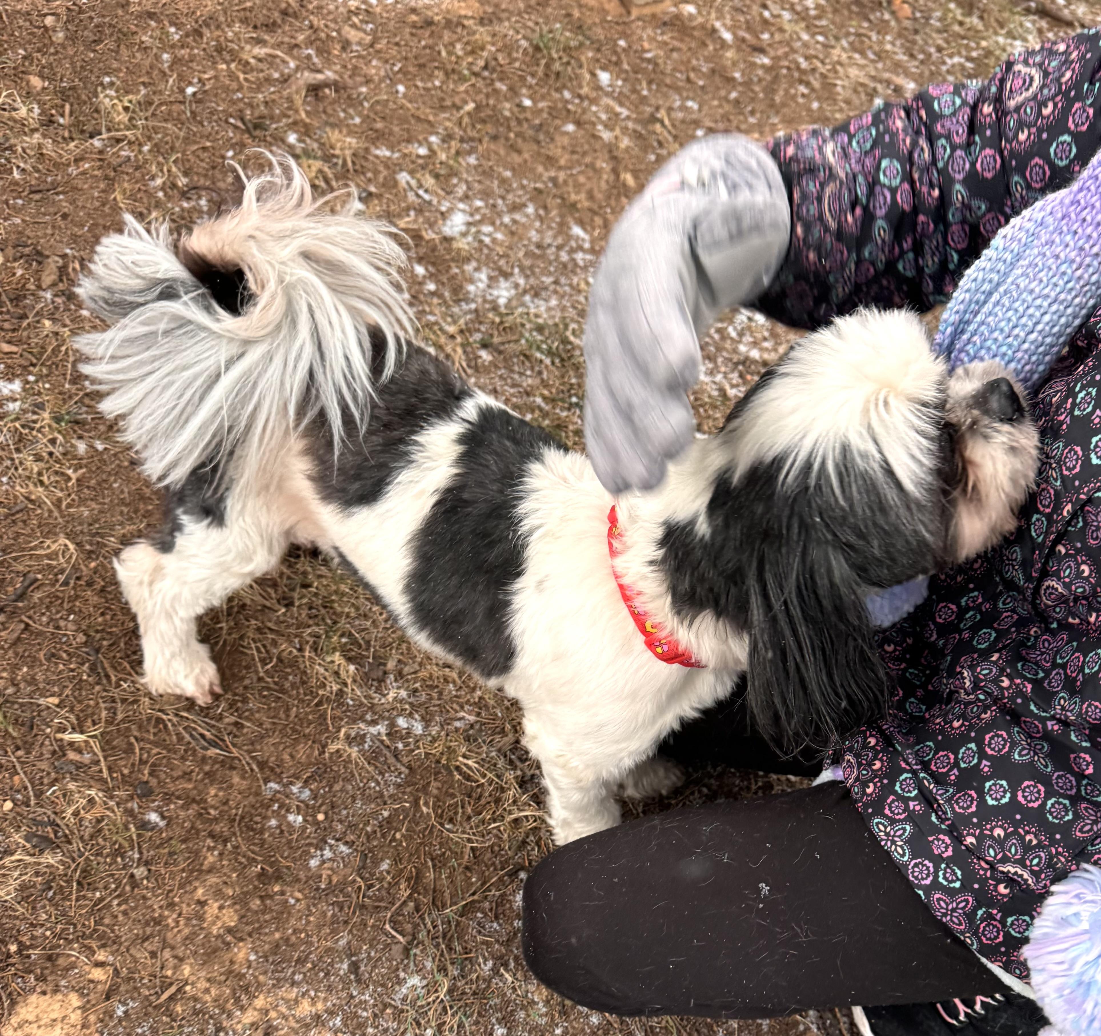 Enlarge Gus, a ADOPTABLE mixed breed in Ashburn, VA image 4/6