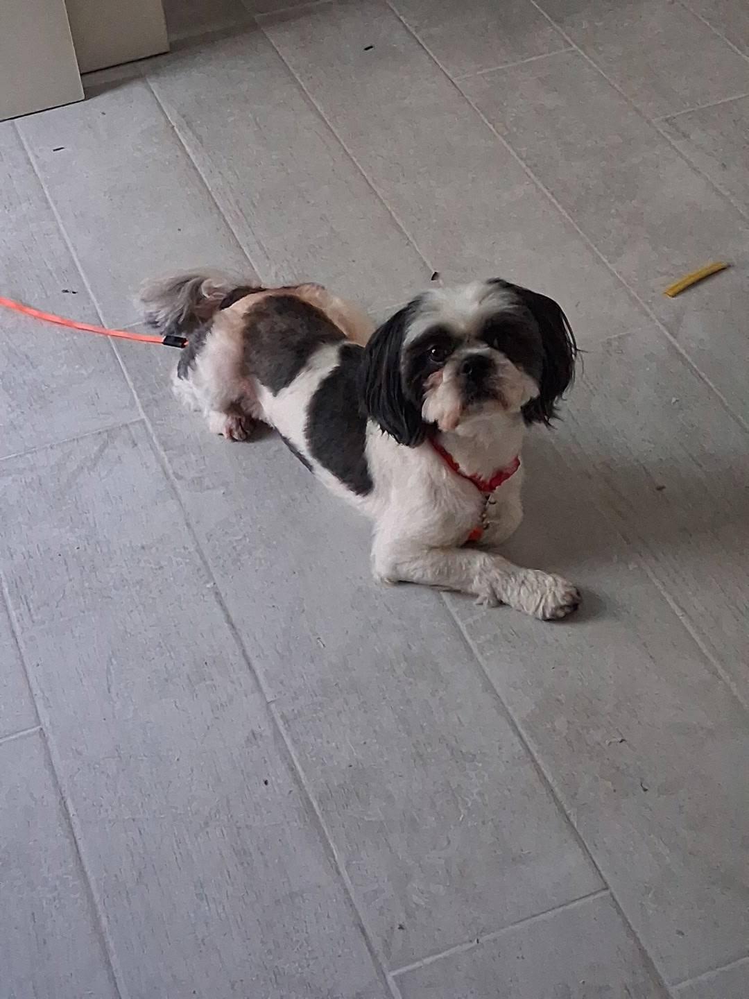 Enlarge Gus, a ADOPTABLE mixed breed in Ashburn, VA image 3/6