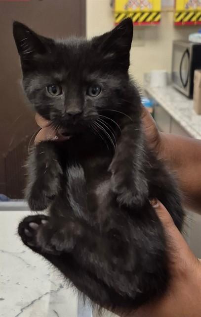 Enlarge GALAXY, a Adoptable Domestic Short Hair in Lodi, CA image 1/1