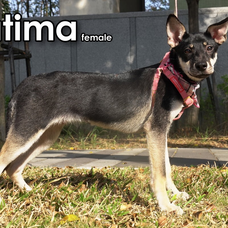 Enlarge Fatima, a Adopted mixed breed in Toronto, ON image 3/6