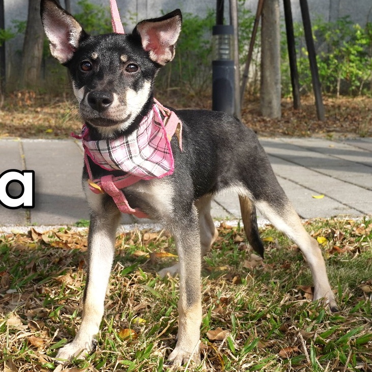 Enlarge Fatima, a Adopted mixed breed in Toronto, ON image 1/6