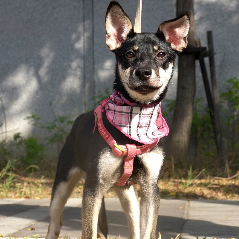 Enlarge Fatima, a Adopted mixed breed in Toronto, ON image 2/6