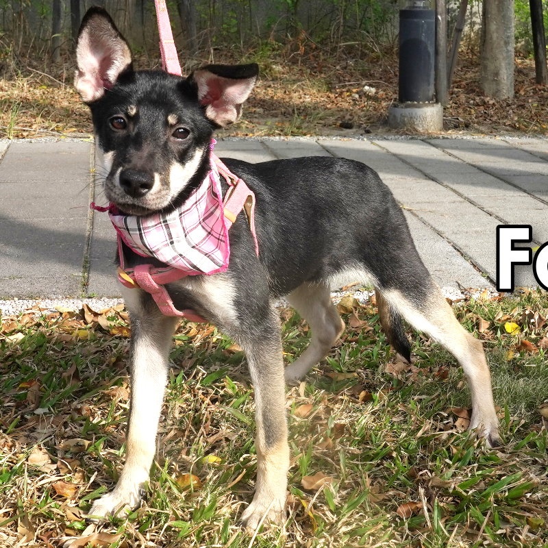 Enlarge Fatima, a Adopted mixed breed in Toronto, ON image 5/6