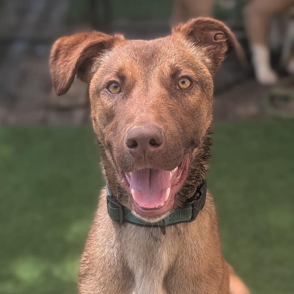 Enlarge Rune - Adoption Fee Sponsored!, a Adoptable mixed breed in Alabaster, AL image 1/6
