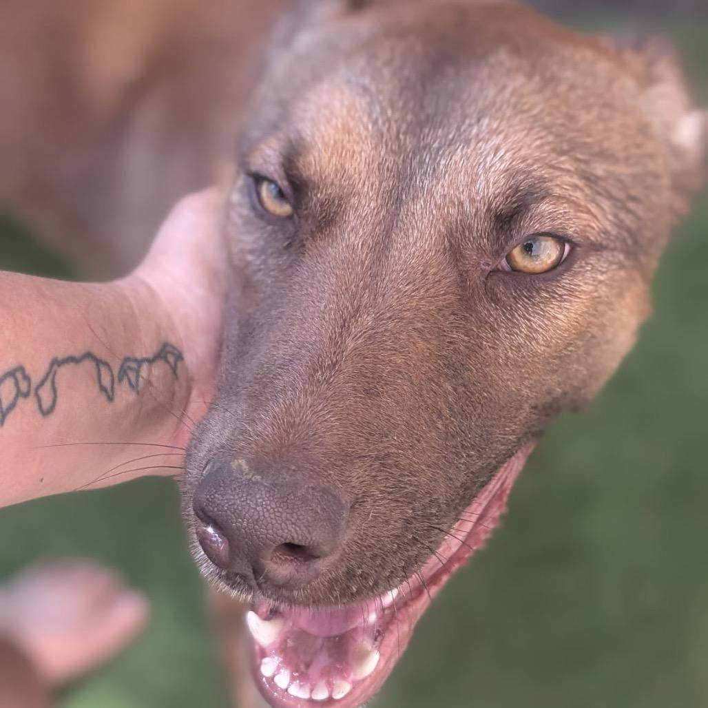 Enlarge Rune - Adoption Fee Sponsored!, a Adoptable mixed breed in Alabaster, AL image 2/6
