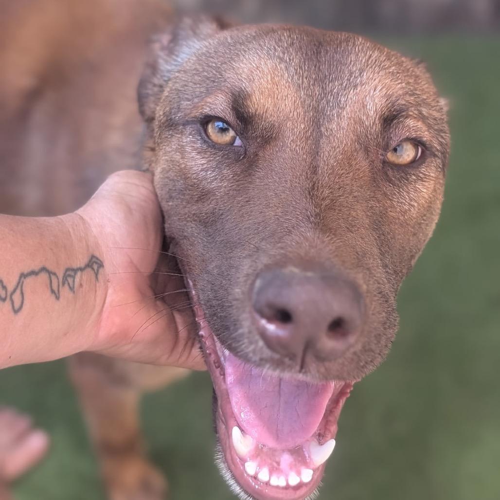 Enlarge Rune - Adoption Fee Sponsored!, a Adoptable mixed breed in Alabaster, AL image 3/6