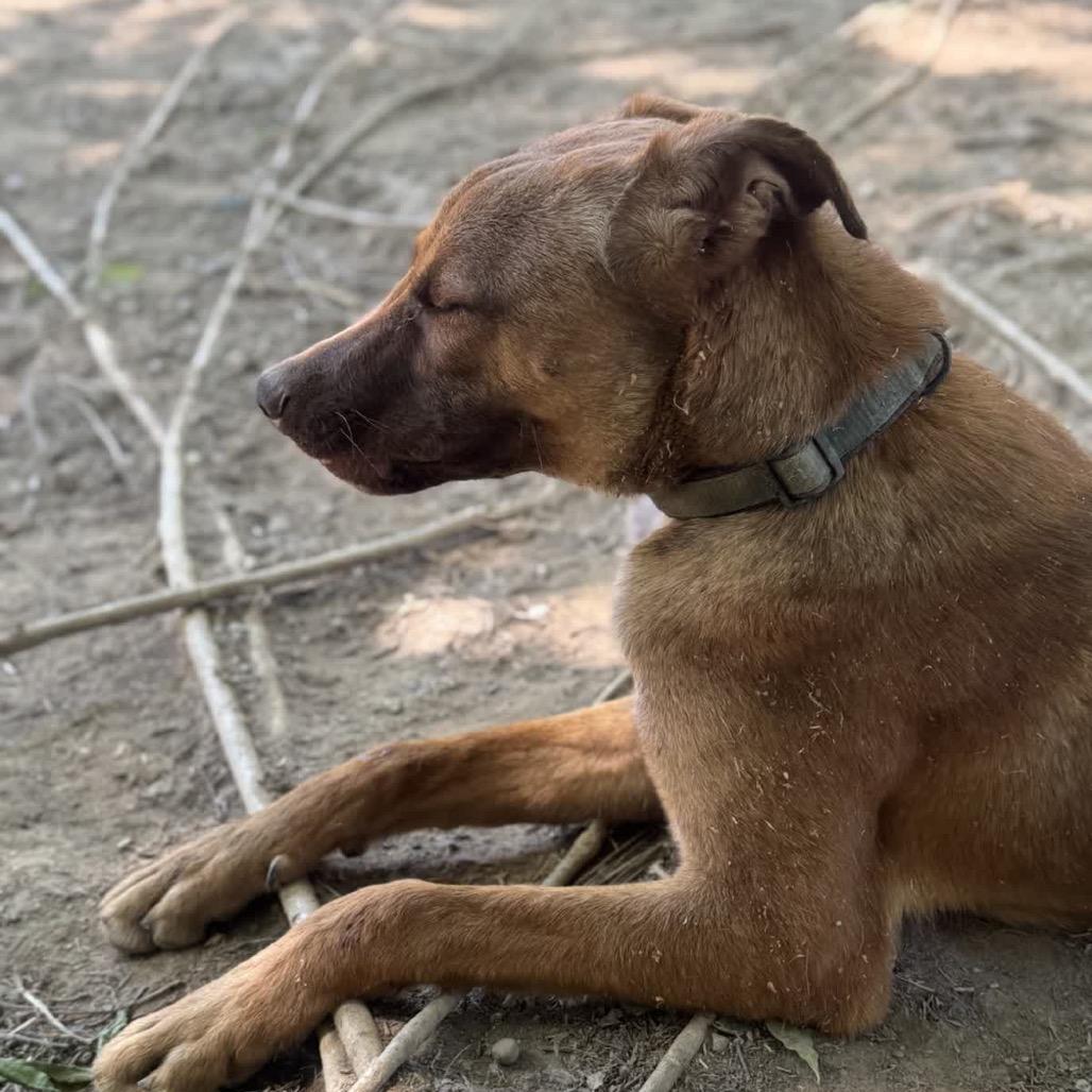 Enlarge Rune - Adoption Fee Sponsored!, a Adoptable mixed breed in Alabaster, AL image 4/6