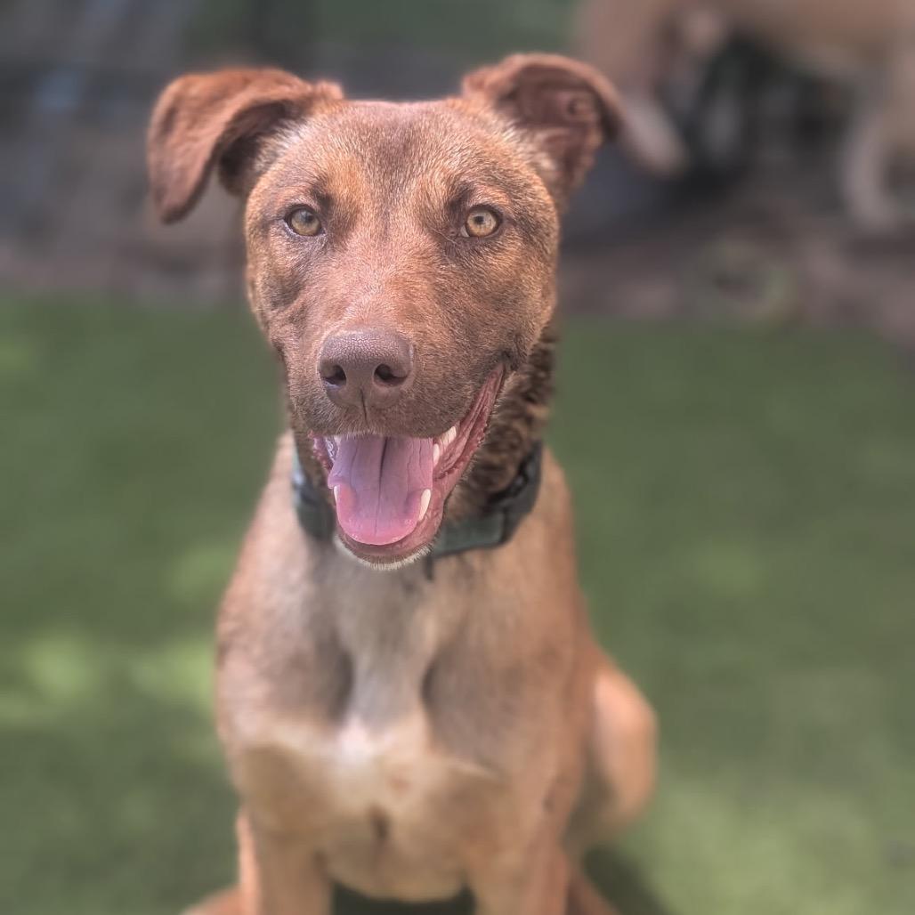 Enlarge Rune - Adoption Fee Sponsored!, a Adoptable mixed breed in Alabaster, AL image 5/6