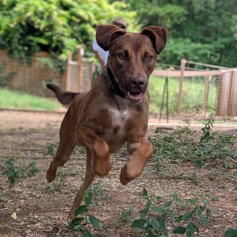 Enlarge Rune - Adoption Fee Sponsored!, a Adoptable mixed breed in Alabaster, AL image 6/6