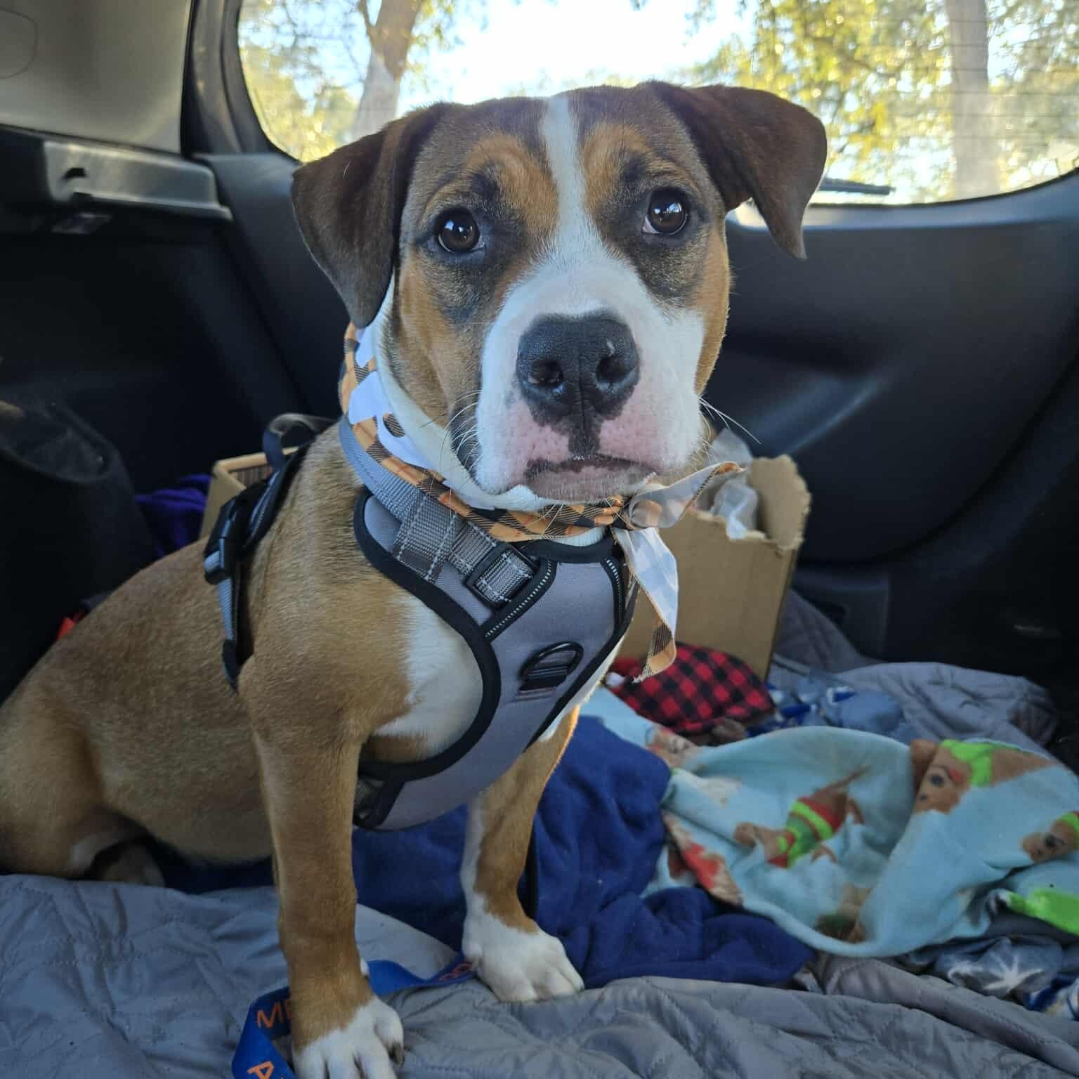 Nona — thumbnail 2