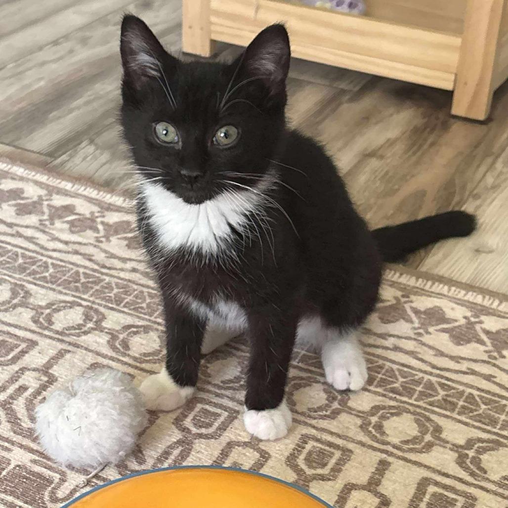Enlarge Jolene Nectarine, a Adoptable Domestic Medium Hair in Winchester, VA image 2/6