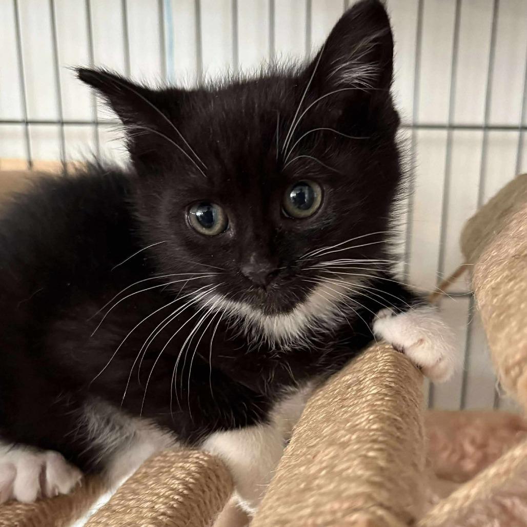 Enlarge Jolene Nectarine, a Adoptable Domestic Medium Hair in Winchester, VA image 3/6