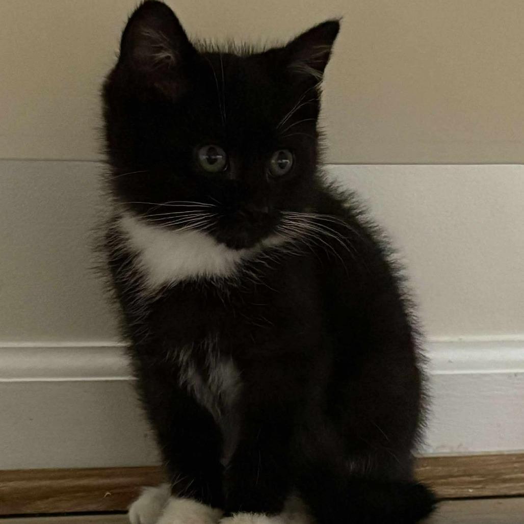 Enlarge Jolene Nectarine, a Adoptable Domestic Medium Hair in Winchester, VA image 4/6