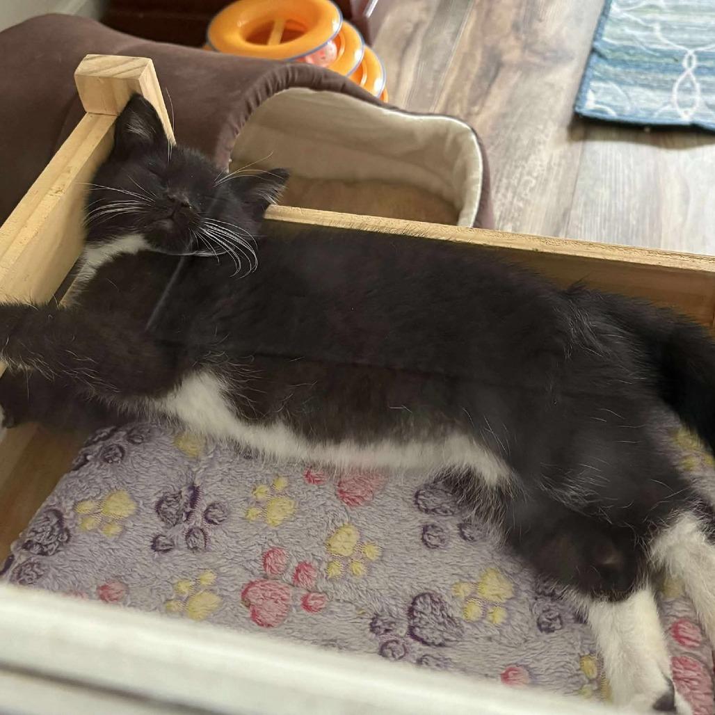 Jolene Nectarine thumbnail 4