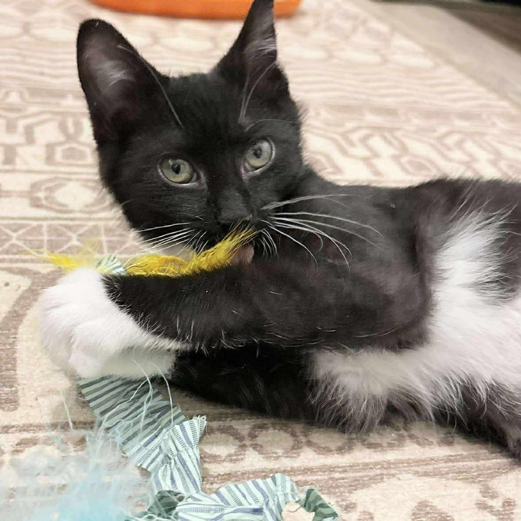 Jolene Nectarine thumbnail 5