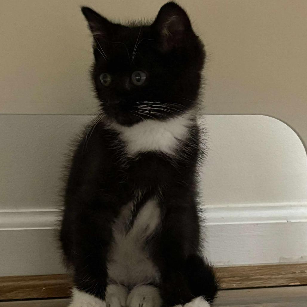 Enlarge Jolene Nectarine, a Adoptable Domestic Medium Hair in Winchester, VA image 5/5