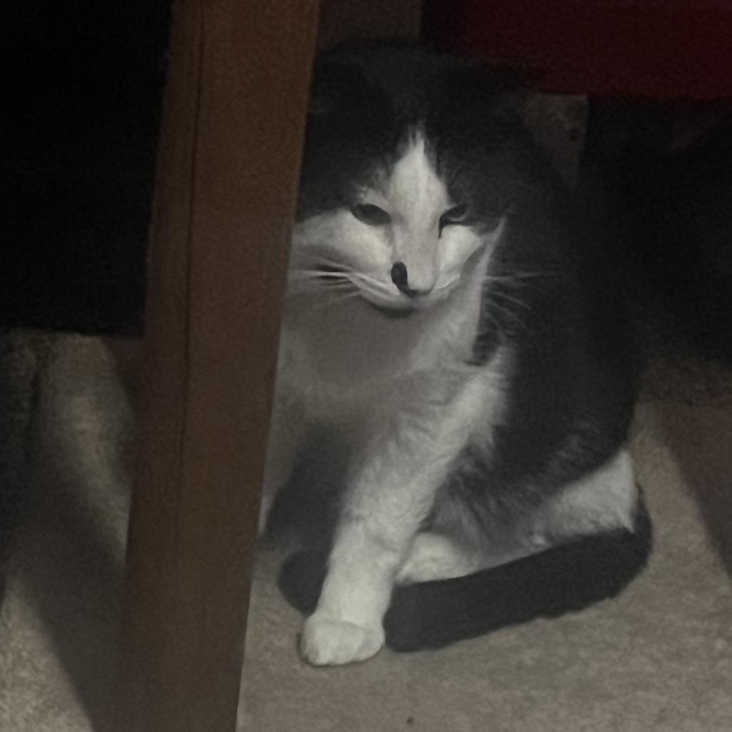 Ozzy, a Adoptable Domestic Short Hair in St. Paul, MN image 1/5