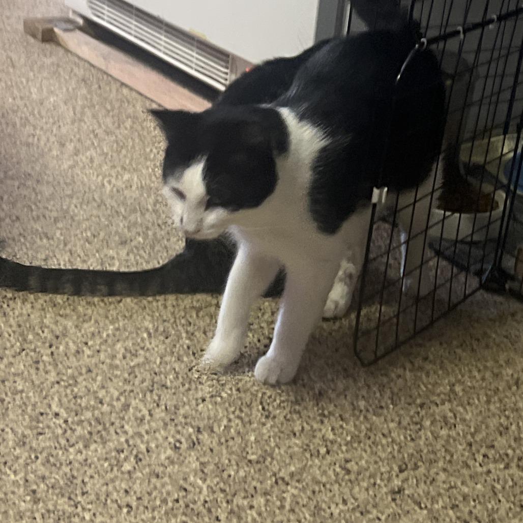 Ozzy, a Adoptable Domestic Short Hair in St. Paul, MN image 3/5