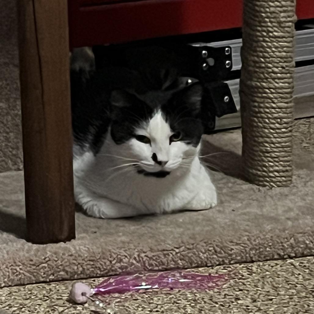 Ozzy, a Adoptable Domestic Short Hair in St. Paul, MN image 4/5