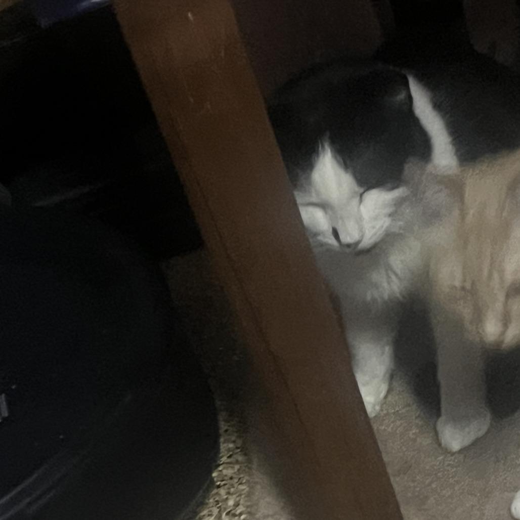 Ozzy, a Adoptable Domestic Short Hair in St. Paul, MN image 5/5