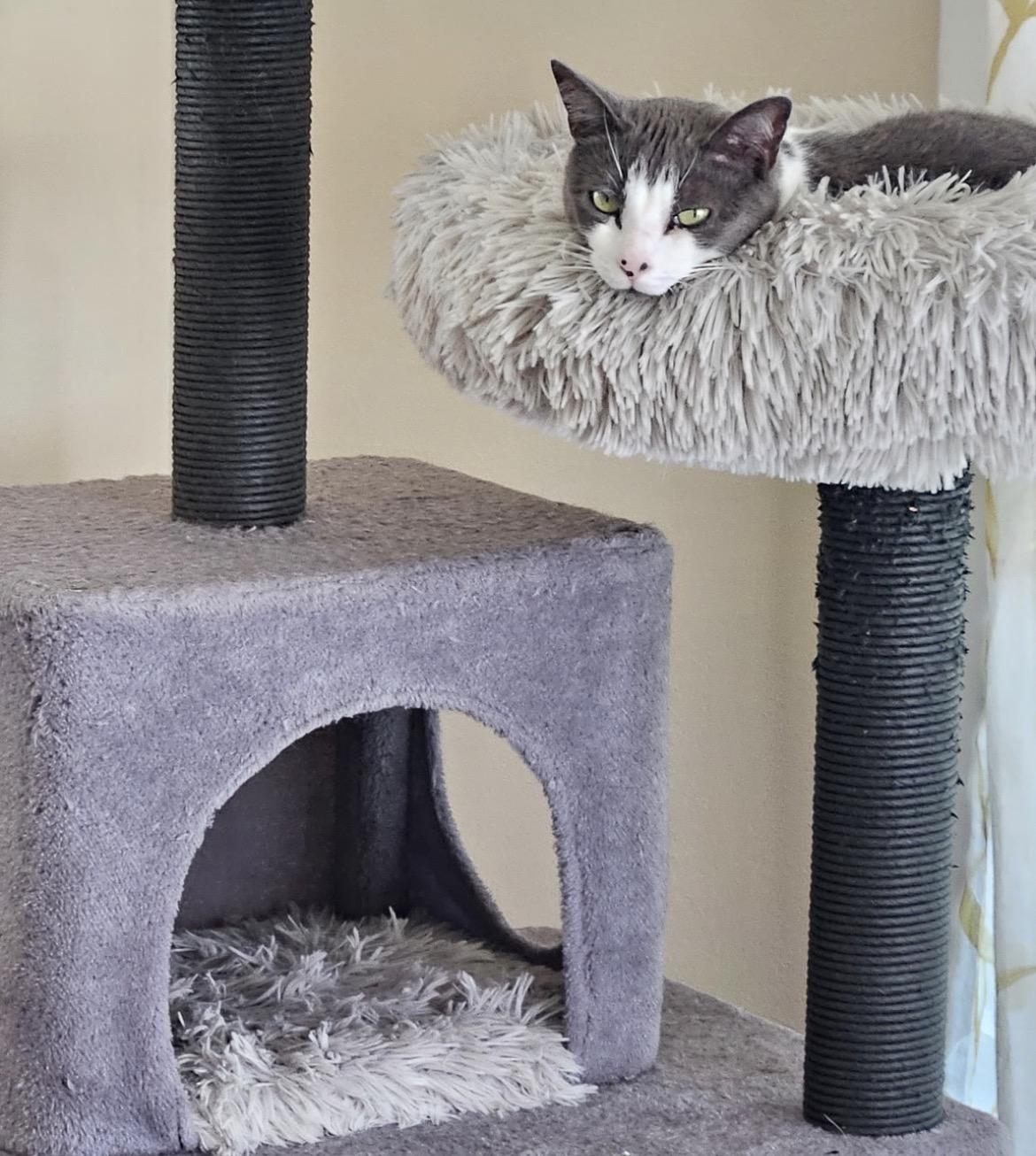 Enlarge BRIE, a Adoptable Domestic Short Hair in Spotswood, NJ image 2/6
