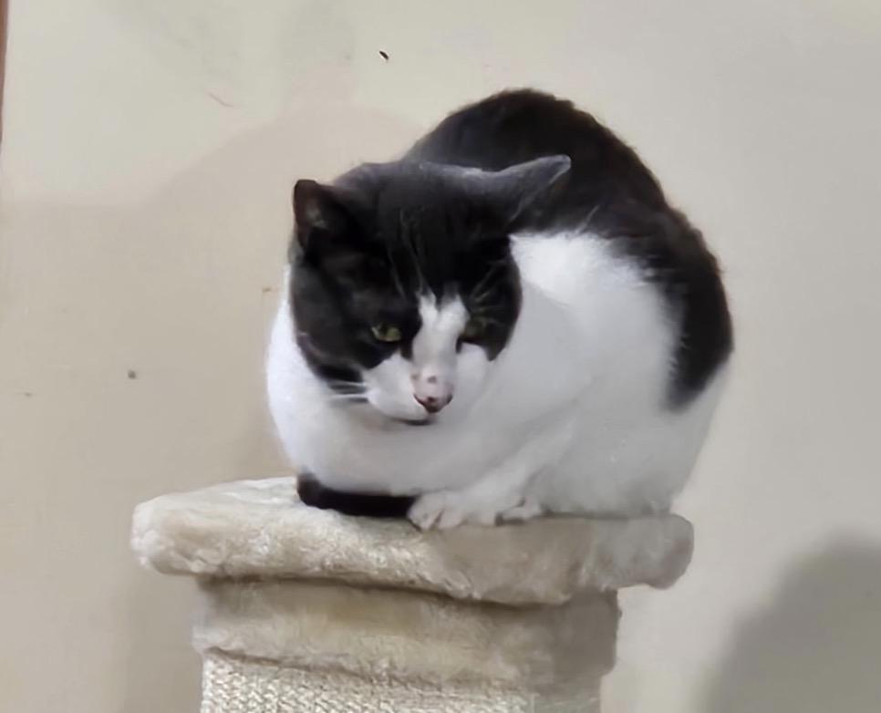 Enlarge BRIE, a Adoptable Domestic Short Hair in Spotswood, NJ image 2/5