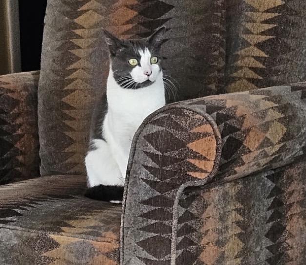 BRIE, Adoptable, Young Female Domestic Short Hair.