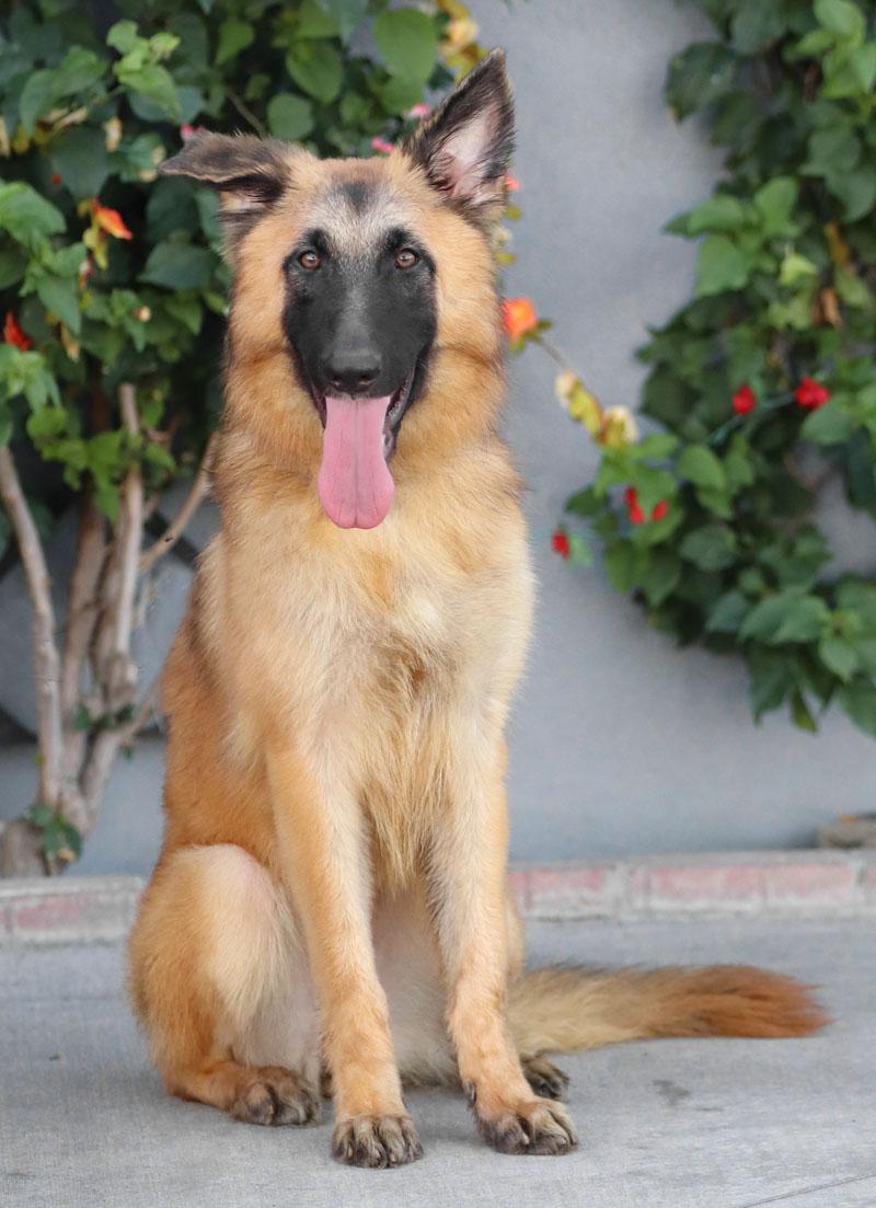 Enlarge Berlin von Beilingen, a Adopted German Shepherd Dog in Los Angeles, CA image 2/2